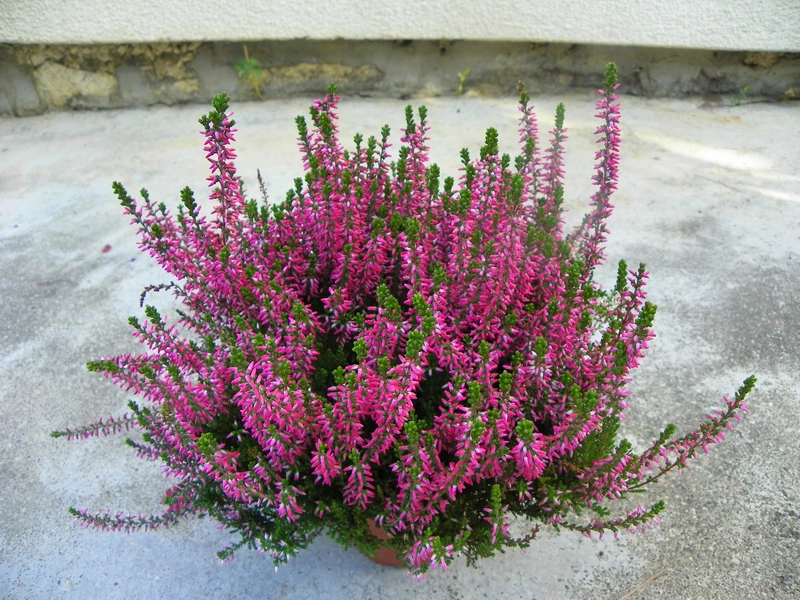 Calluna-vulgaris-pink-madonna