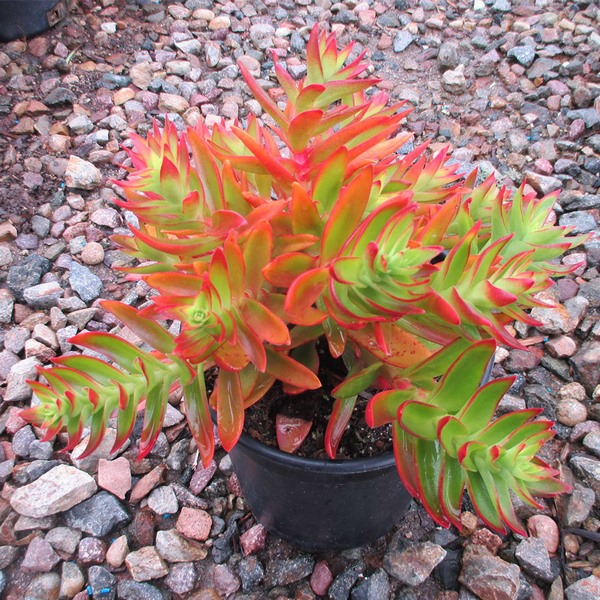 campfire-plant-