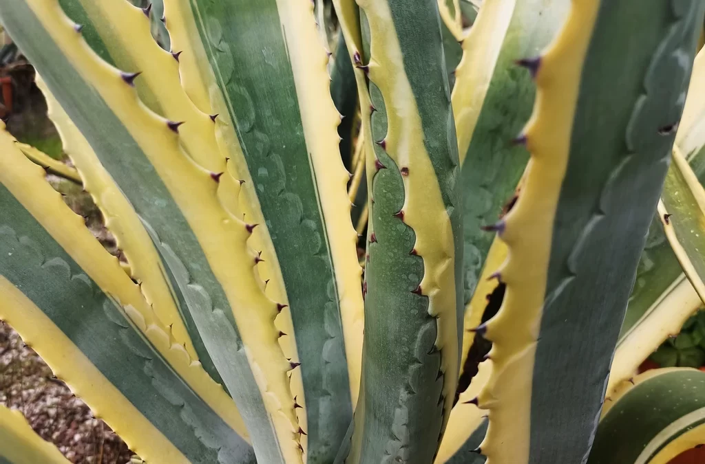 Agave americana ‘Variegata’ – Alacalı Sabırlık bitkisi