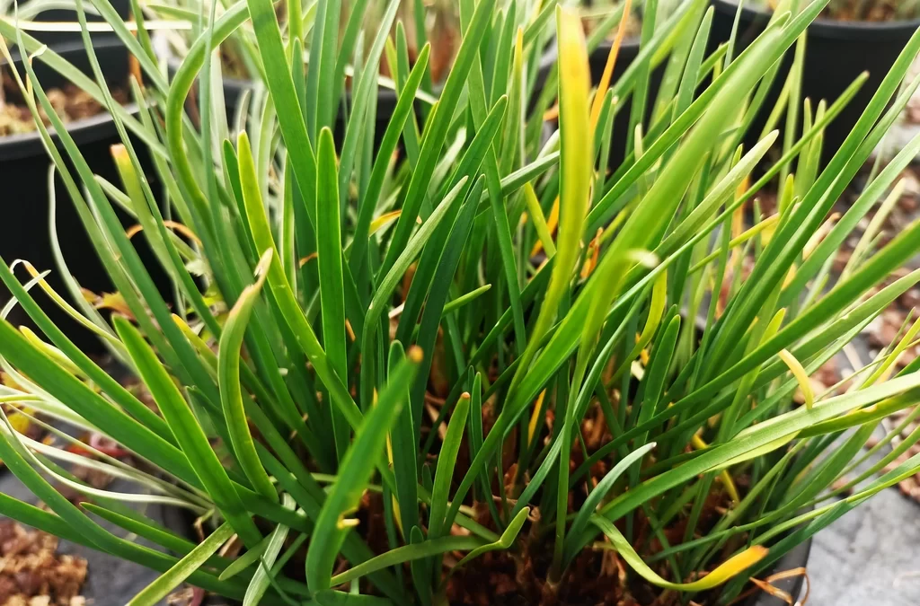 Tulbaghia violacea – Sosyete sarımsağı