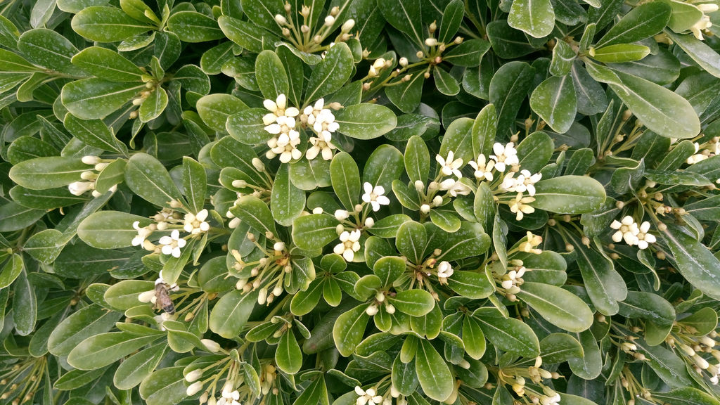 Pittosporum tobira nana – Bodur Yıldız Çalısı