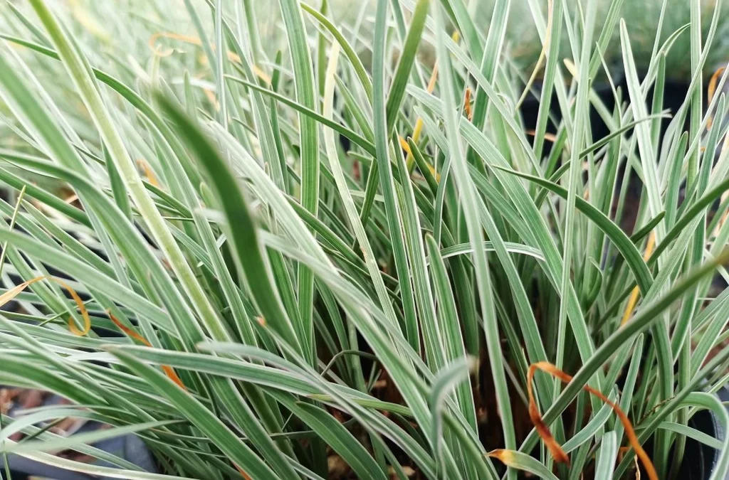 Tulbaghia violacea ‘Silver Lace’ – Alacalı sosyete sarımsağı