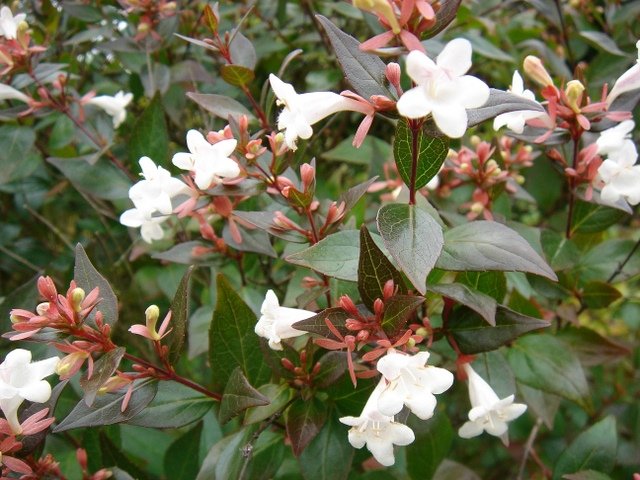 Abelia x grandiflora – Güzellik Çalısı