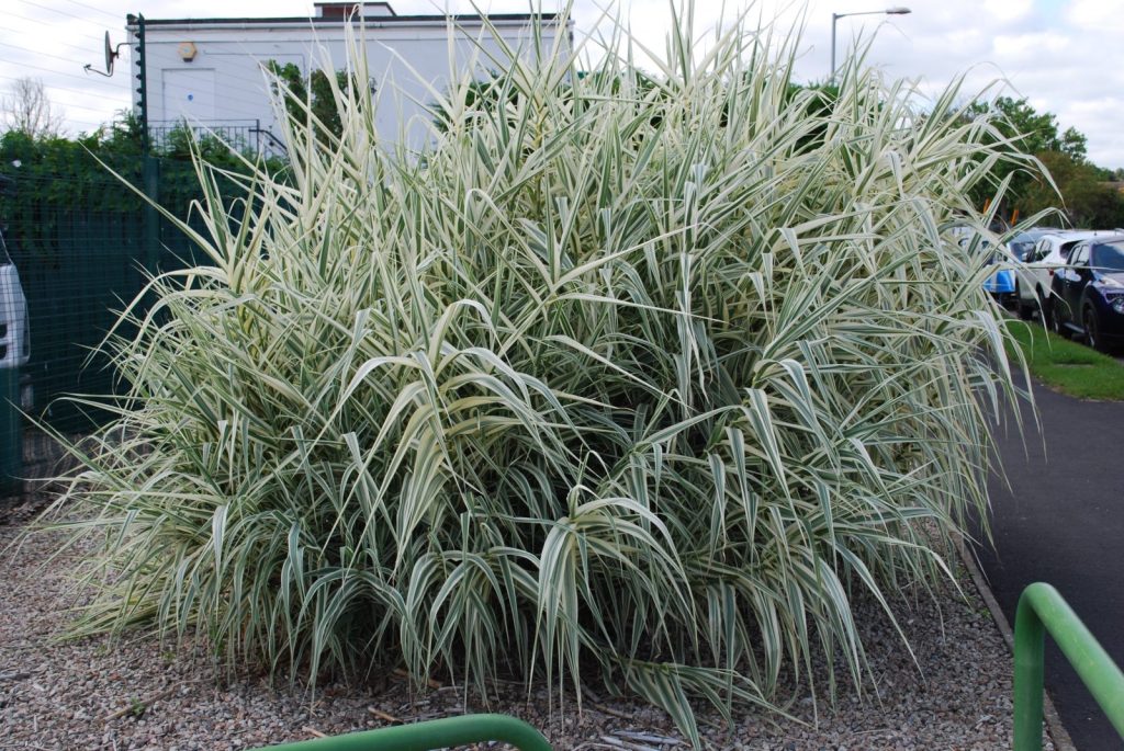 Arundo donax variegata