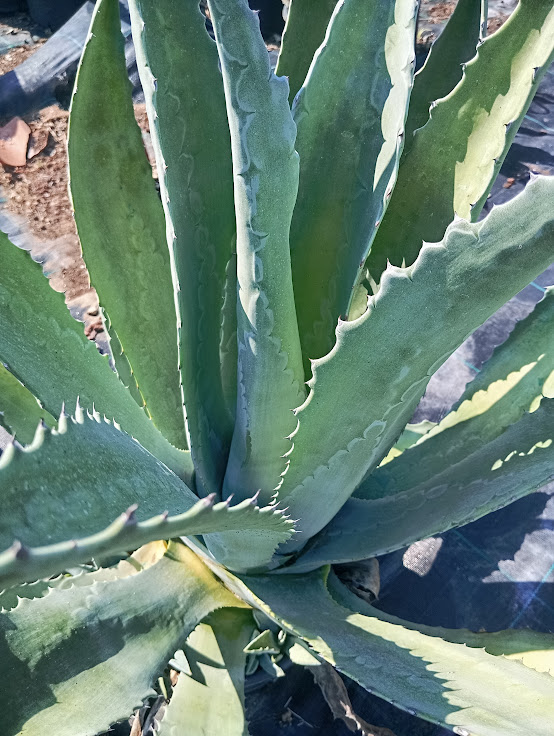 agave-americana-1