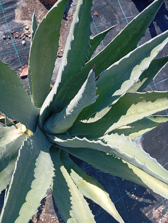 agave-americana-2