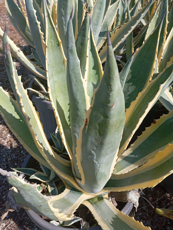 agave-americana-variegata-1