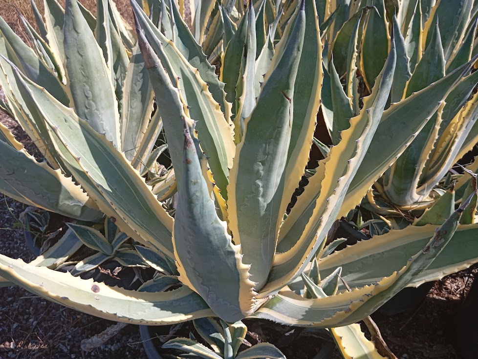 agave-americana-variegata