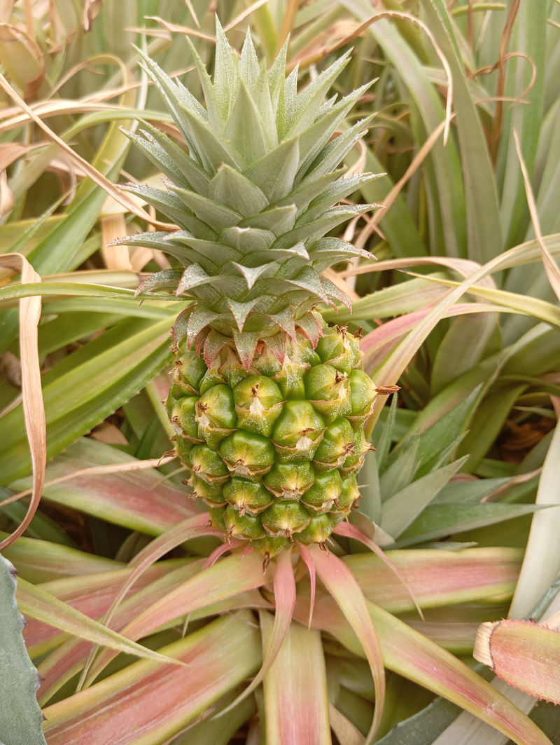 Ananas comosus – Ananas bitkisi – Bromeliaceae familyası