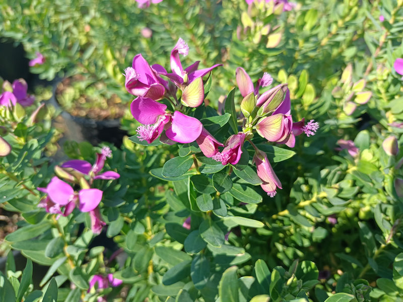 Polygala myrtifolia – Süt otu – Bezelye çalısı